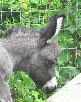 Critter Haven Farm Miniature Donkeys